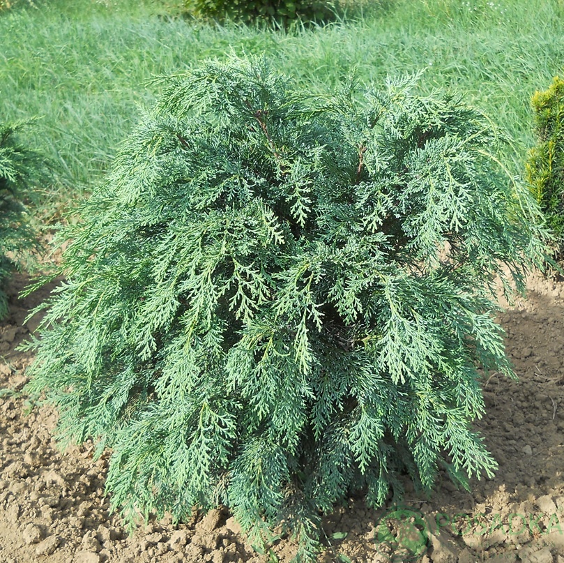 картинка Кипарисовик Лавсона Silver Globus 