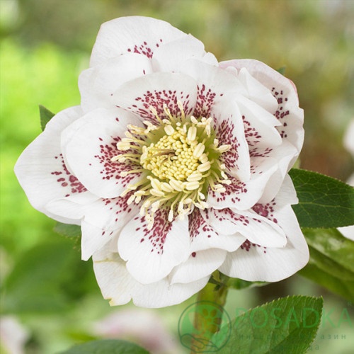 картинка Морозник Double White Spotted 