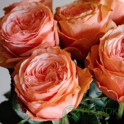 картинка Роза чайно-гибридная Кахала 