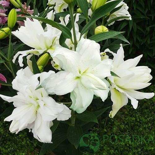 картинка Лилия Lotus Beauty  картинка Лилия Lotus Beauty