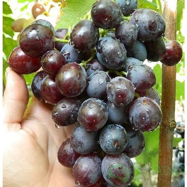 картинка Виноград Раджа 