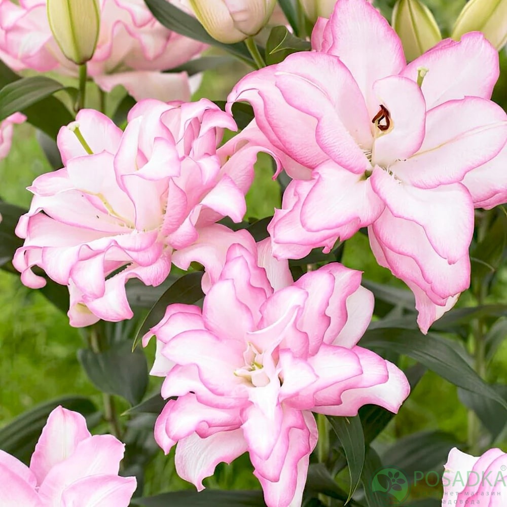 картинка Лилия Roselily Anouska 