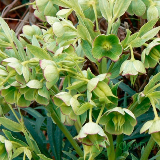 картинка Морозник Yellow Wilgenbroek  картинка Морозник Yellow Wilgenbroek