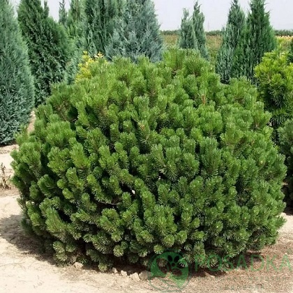 картинка Сосна горная Pumilio 