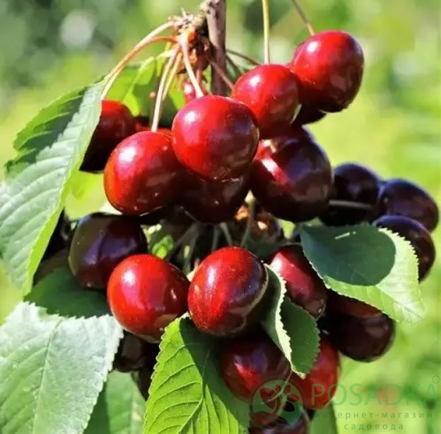 картинка Вишня Барон Йошикай 