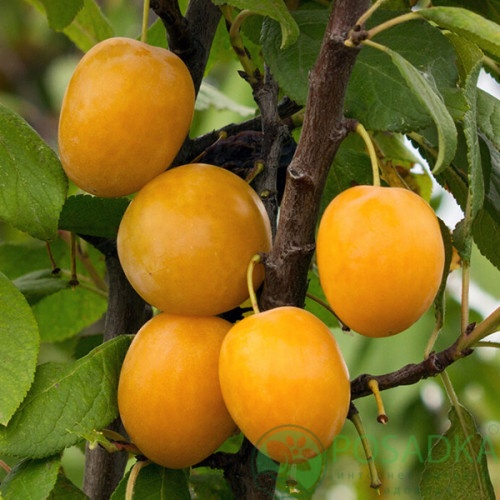 картинка Слива Золотая капля 