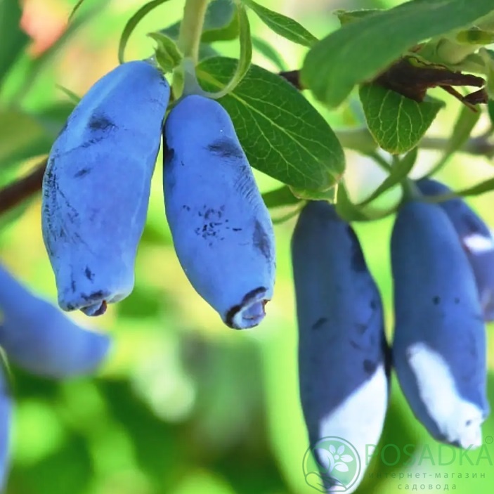 картинка Жимолость съедобная Гордость Кубани 