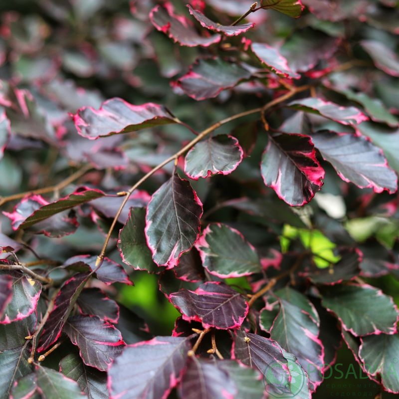 картинка Бук лесной 'Пурпуреа Триколор' 