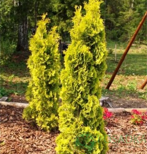 картинка Туя западная Малониана Ауреа  
