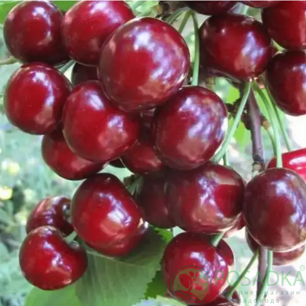 картинка Черешня Сэм 