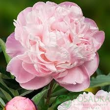 картинка Пион Nick Shaylor 