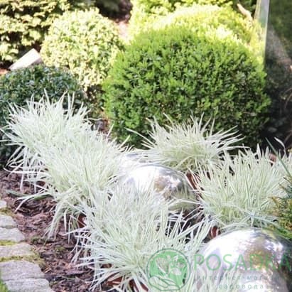 картинка Бухарник мягкий Jackdaws Cream 