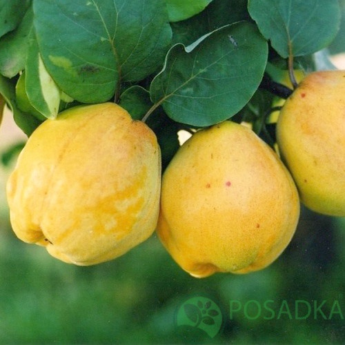 картинка Айва грушевидная Мускатная 