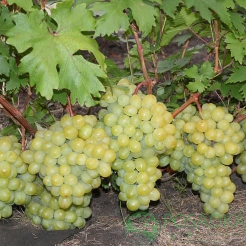 картинка Виноград Валёк 