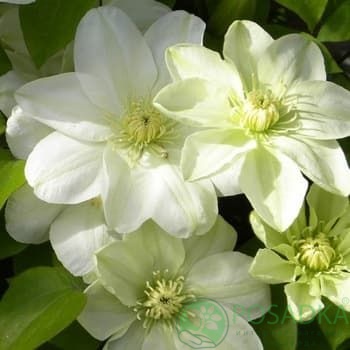 картинка Клематис Guernsey Cream 