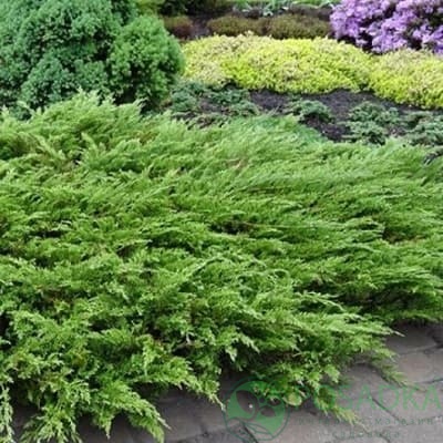 картинка Можжевельник казацкий Аркадия 