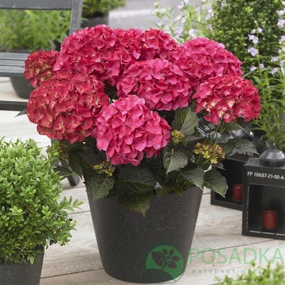 картинка Гортензия крупнолистная Dark Angel 