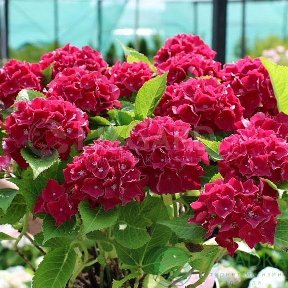картинка Гортензия крупнолистная Royal Red  