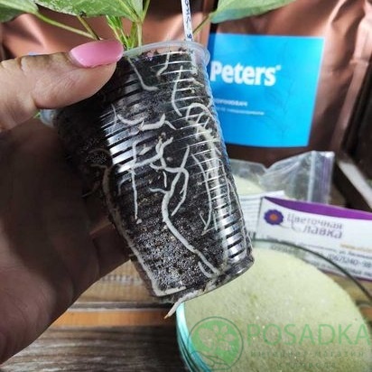 картинка Peters Professional Plant Starter 10-52-10+Te, 500г 