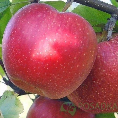 картинка Яблоня Фуджи Кику 8 