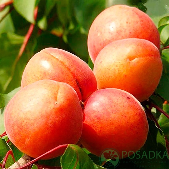 картинка Абрикос Адриана 