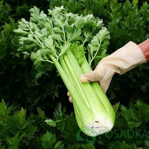 картинка Семена cельдерей Паскаль черешковый 0,2 г, Seedera 