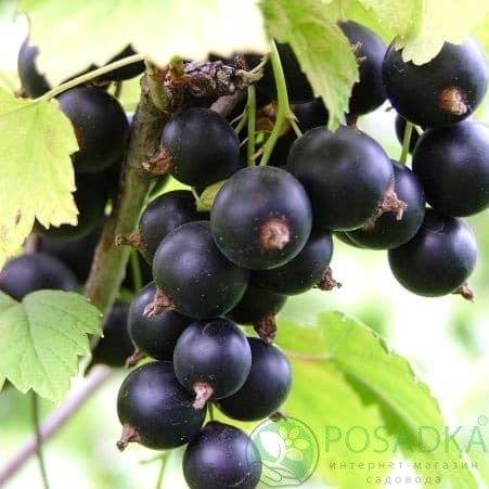 картинка Смородина чёрная Блакестон 