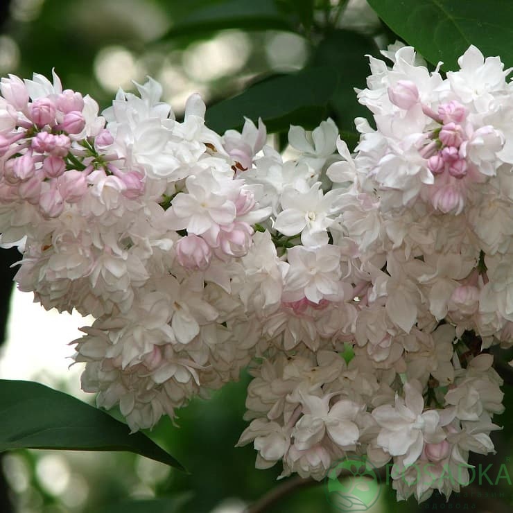 картинка Сирень обыкновенная Красавица М 