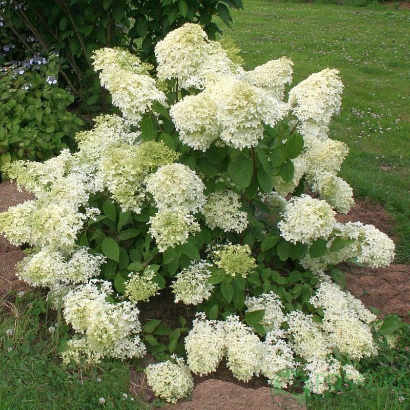 картинка Гортензия метельчатая Dentelle de Gorron 