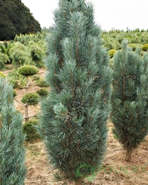 картинка Сосна обыкновенная Глаука Фастигиата 