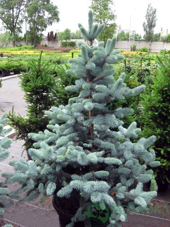 картинка Ель колючая Retroflexa 7.5л 