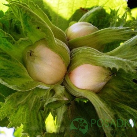 картинка Фундук Косфорд (двухлетний) 