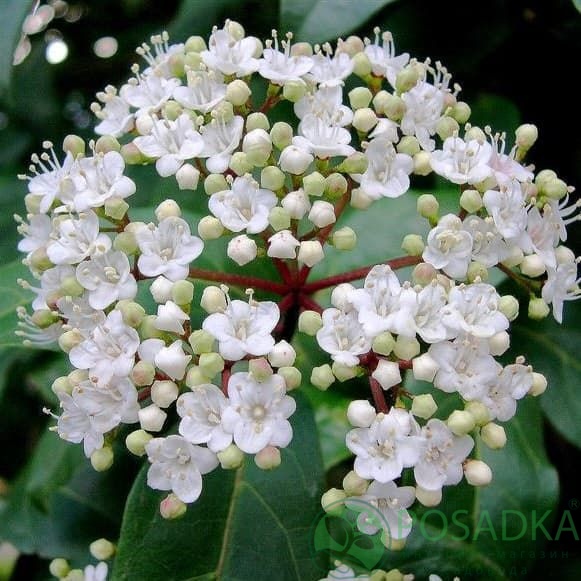 картинка Калина лавролистная Viburnum tinus "Eve Price" 