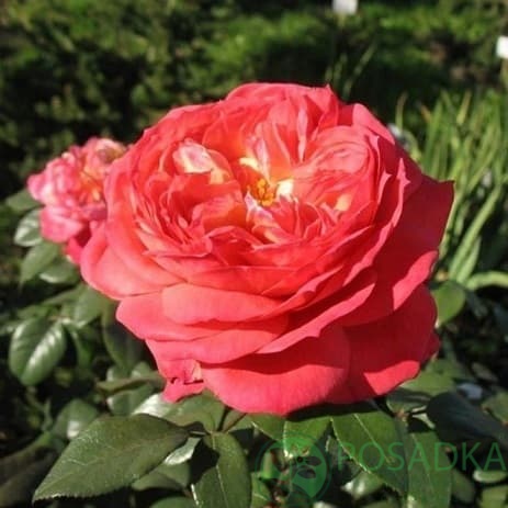 картинка Роза штамбовая Квин оф Хартс 