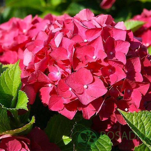 картинка Гортензия крупнолистная Red Baron 