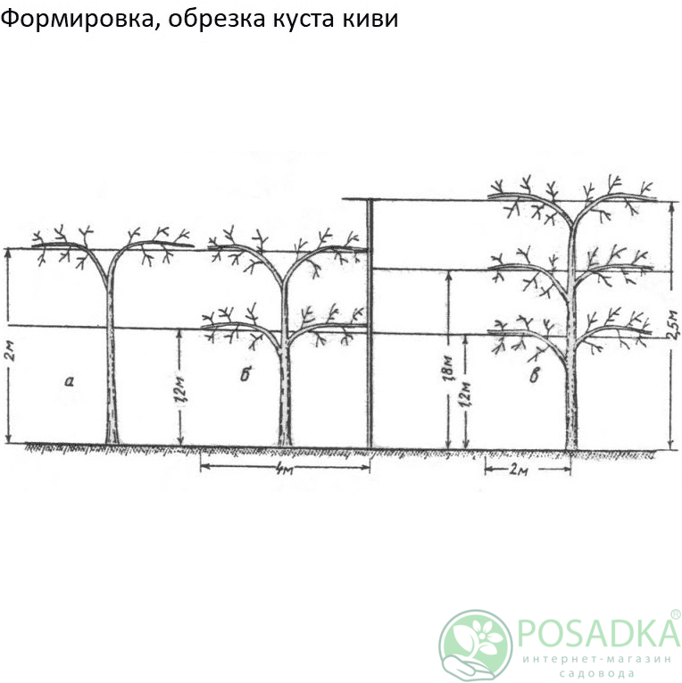 картинка Киви Атлас (опылитель) 