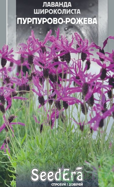 картинка Семена лаванды Широколистная Пурпурно-розовая 0,1 г, SeedEra  картинка Семена лаванды Широколистная Пурпурно-розовая 0,1 г, SeedEra