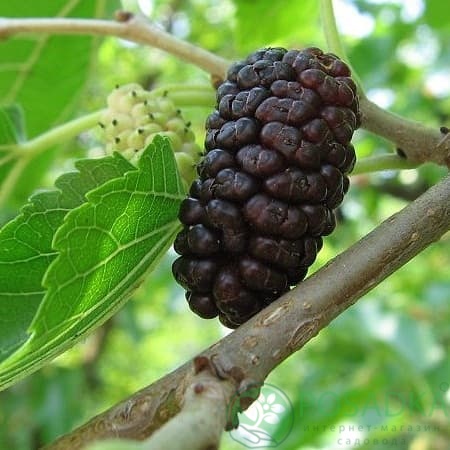 картинка Шелковица чёрная Тульская 