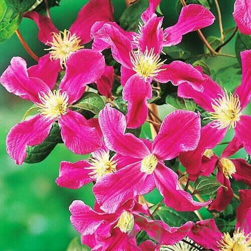 картинка Клематис Inspiration (Zoin) 