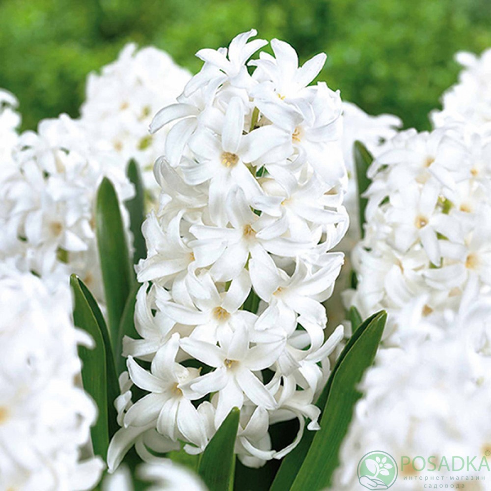 картинка Гиацинт White Pearl 