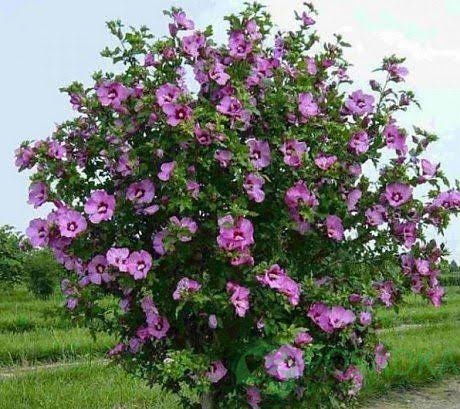 картинка Гибискус сирийский Лавендер Шифон (Lavender Chiffon) 