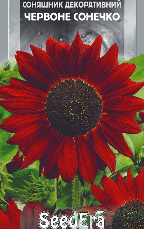 картинка Подсолнечник декоративный Красное Солнышко семена (0.5гр) 