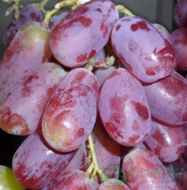 картинка Виноград Урум 