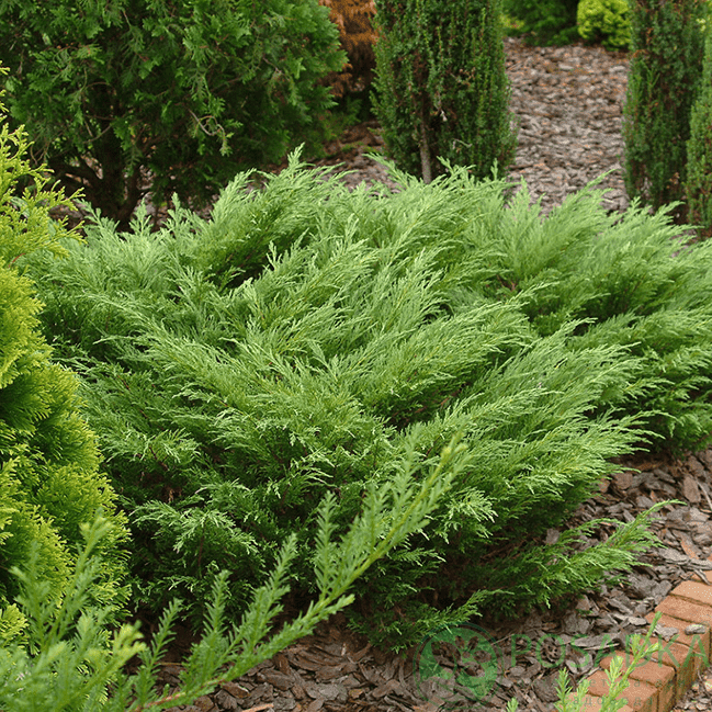 картинка Можжевельник казацкий Мас 