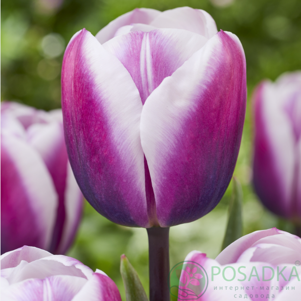 картинка Тюльпан Librje (3 шт) р9 