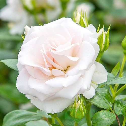 картинка Роза флорибунда Аспирин С2 