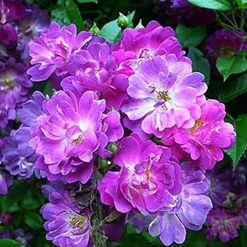 картинка Роза плетистая Вейченблау (Veilchenblau) 