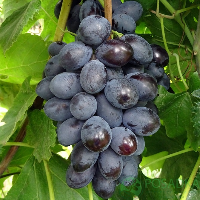 картинка Виноград Блек Гранд 