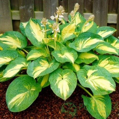 картинка Хоста Hybride Great Expectations 