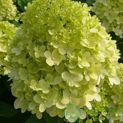 картинка Гортензия метельчатая Limelight (Лаймлайт) 